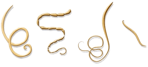 NEOflorax helps fight all known worms