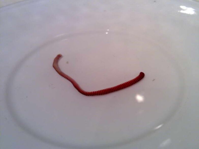 Parasites from the human body