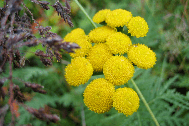 Tansy is used to remove worms